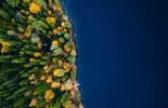 Aerial view of a forest side at the water's edge