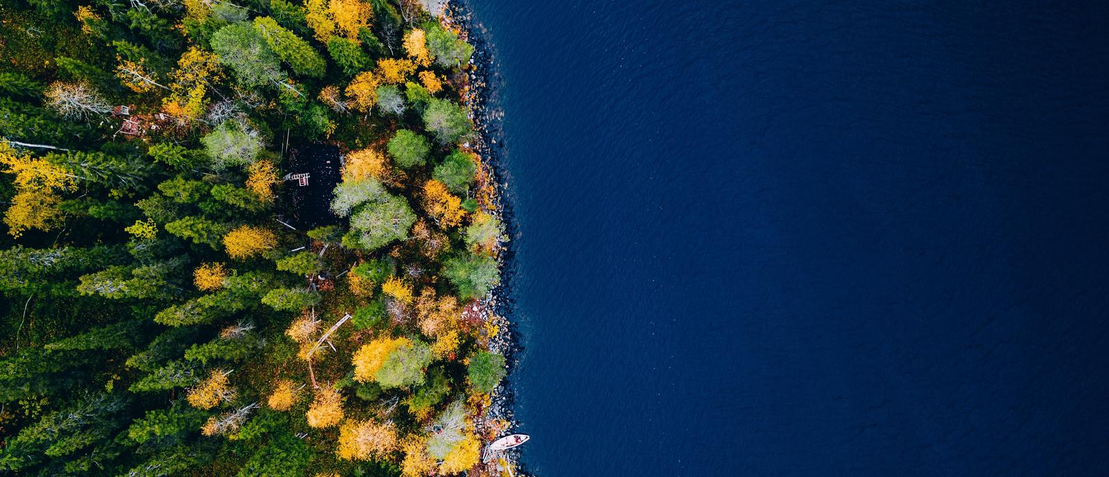 Aerial view of a forest side at the water's edge