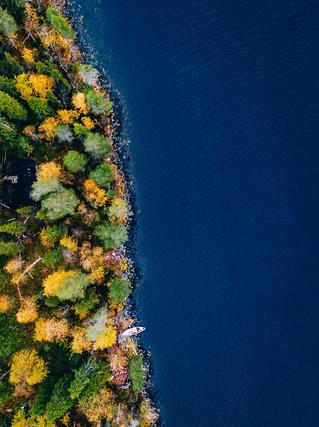 Aerial view of a forest side at the water's edge