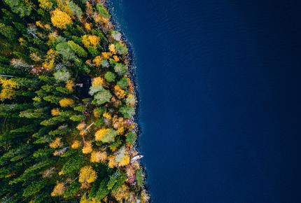 Aerial view of a forest side at the water's edge